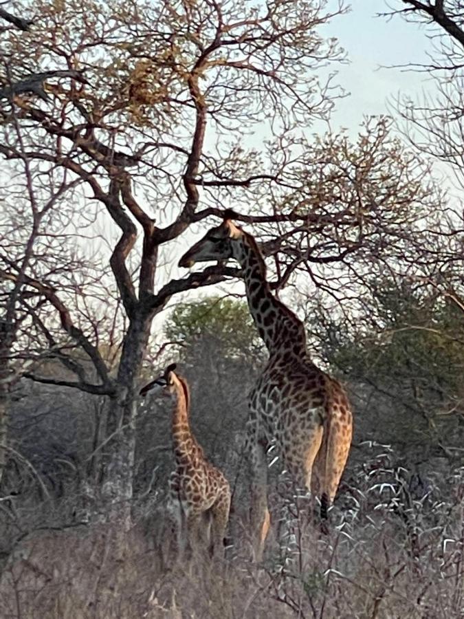Villa The Cheetah Rest Hoedspruit Exterior foto