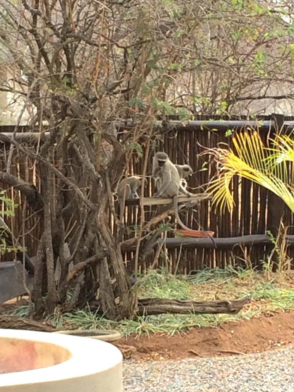 Villa The Cheetah Rest Hoedspruit Exterior foto